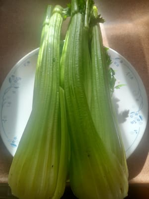 gr celery stalks