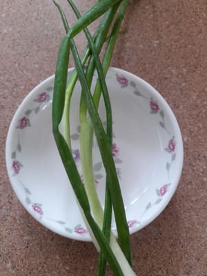 Frühlingszwiebelstängel