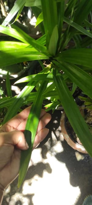 新鮮香蘭葉（8-10片長香蘭葉洗淨，切成小塊，用攪拌機榨汁）