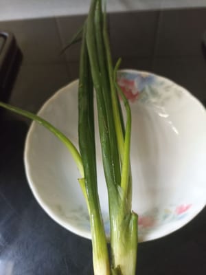 Eine Frühlingszwiebel