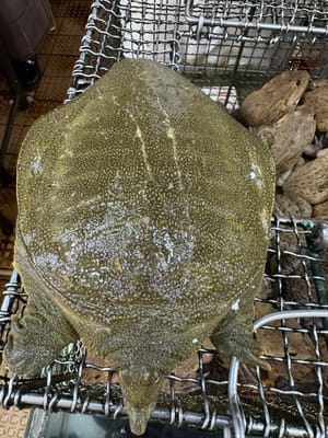 甲魚
