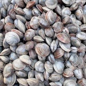 500g clams