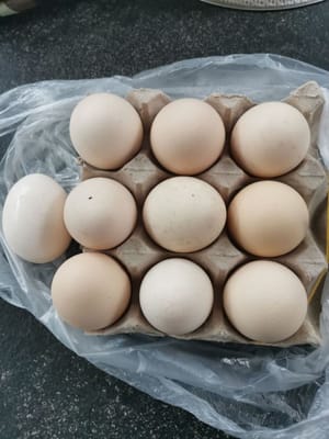 Chicken egg
