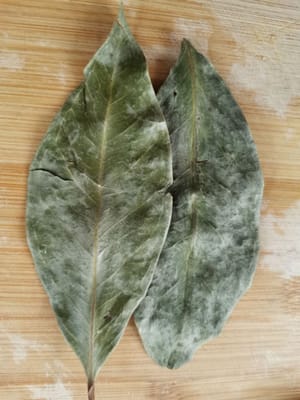 leaf sheet