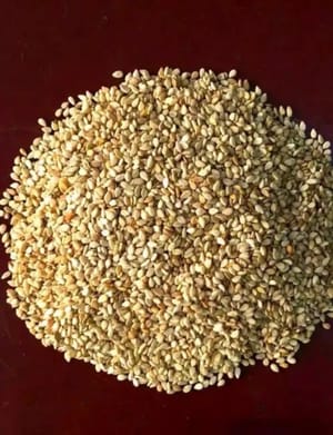 semi di sesamo bianco