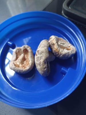 getrocknete Pilzsamen