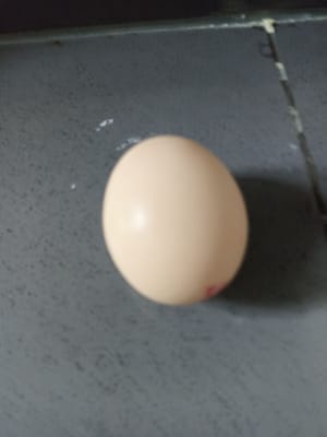 nur Eiweiß