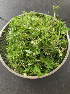 Menyebarkan Herba Hedyotis