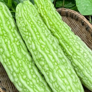 bitter melon