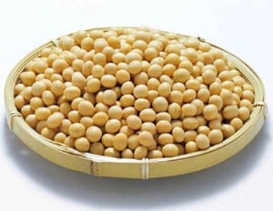 soybean