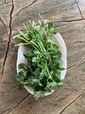 Cilantro lavado y no necesita cortarse
