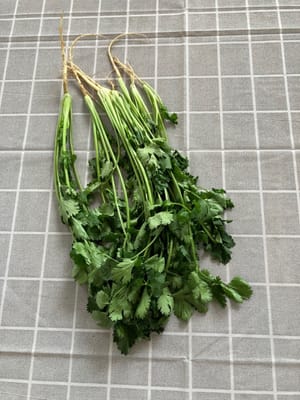 Cilantro