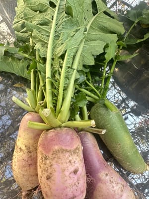 自家种的萝卜叶子300克