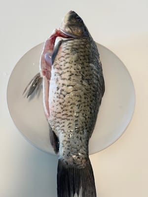 Carpa crucian