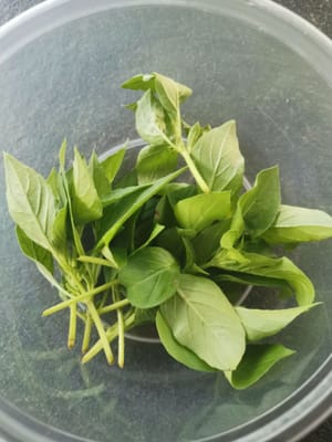 tieni le foglie di basilico tra le dita