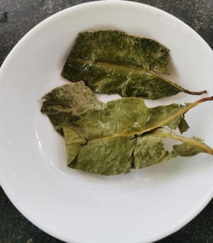 foglia di alloro