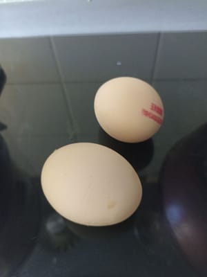 œufs