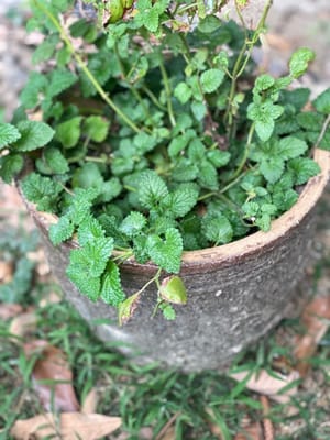 一小把薄荷，洗淨切碎 