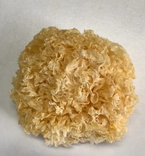 dried snow fungus