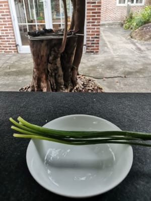 tiges d'oignon nouveau coupées en petits morceaux