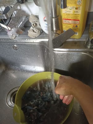 Reinigen Sie den Hühnerkot und waschen Sie ihn gründlich
