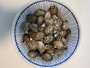 Muscheln