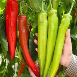 1 peperone verde, 1 peperone rosso