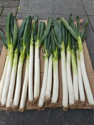 1 sezione di cipollotto