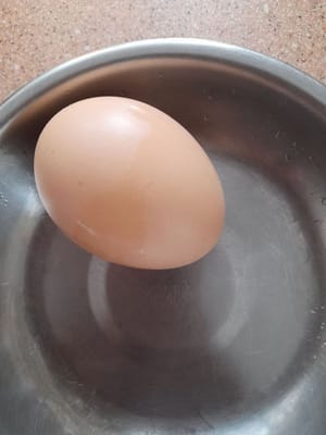 butir telor