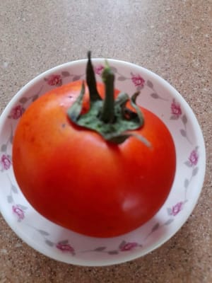  tomato
