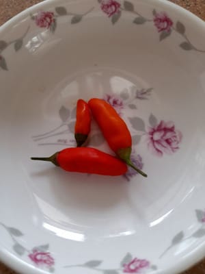 Cayennepfefferfrucht