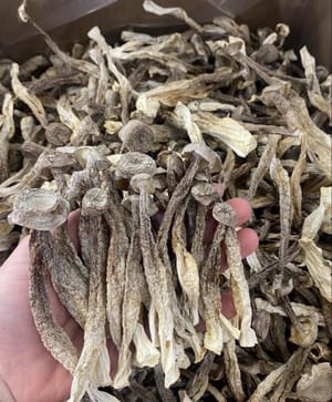 25g jamur tanduk beludru atau jamur pohon teh