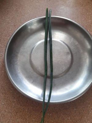tallo de cebolleta